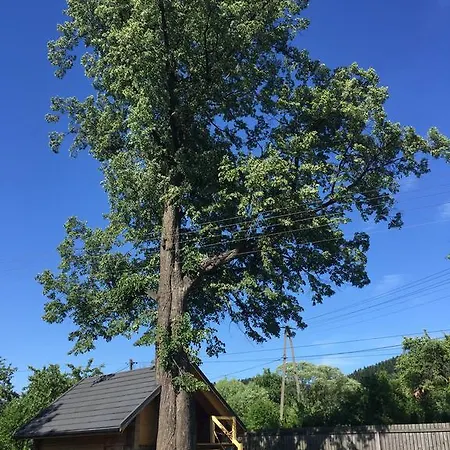 Gniazdko Pod Lipa