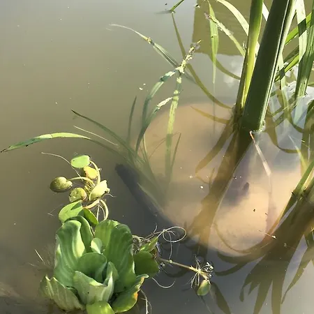 Appartamento Gniazdko Pod Lipa