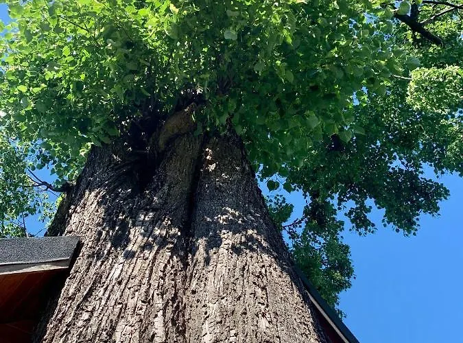 Apartment Gniazdko Pod Lipa