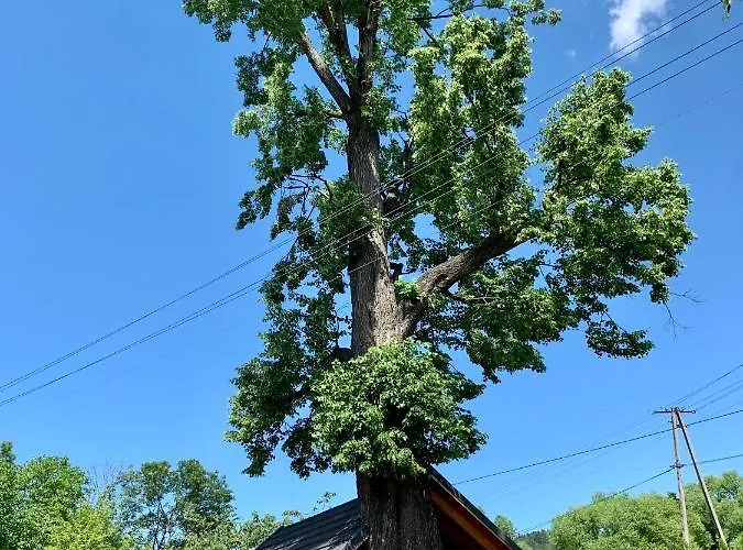 Apartment Gniazdko Pod Lipa *