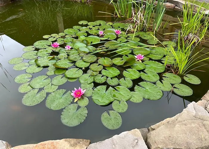 Gniazdko Pod Lipa * Andrychów