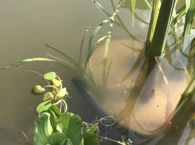 Apartment Gniazdko Pod Lipa