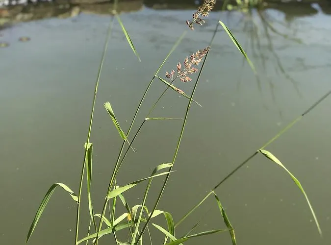 Gniazdko Pod Lipa דירה *