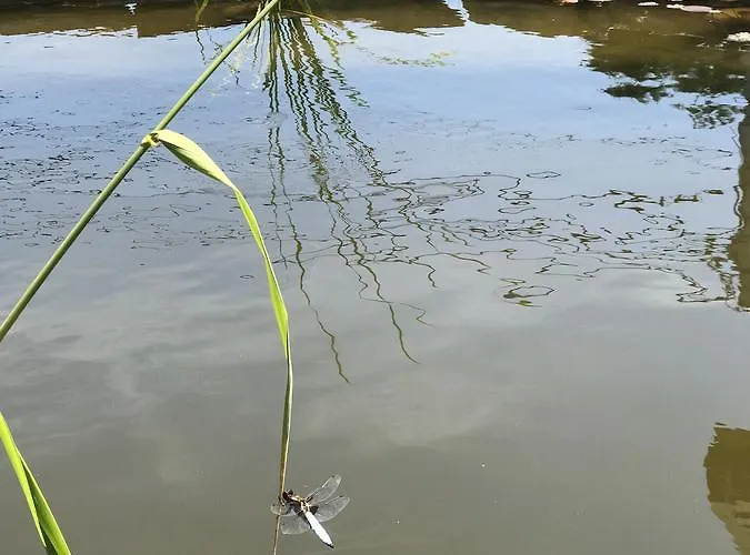 דירה Gniazdko Pod Lipa *